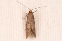 Agnoea