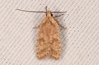 Agonopterix assimilella