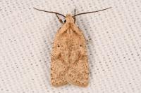 Agonopterix assimilella