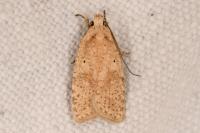 Agonopterix assimilella