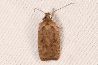Agonopterix scopariella