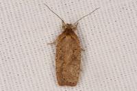 Agonopterix scopariella