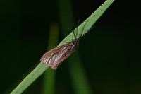 Heterogynis penella