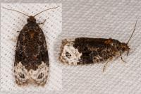 Apotomis capreana