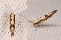 Argyresthia pruniella