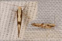 Argyresthia pruniella