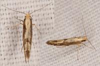 Argyresthia pruniella