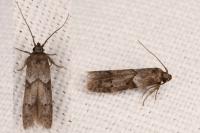 Blastobasis glandulella
