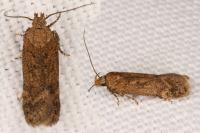 Bryotropha terrella