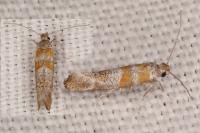 Cedestis gysseleniella