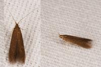 Coleophora