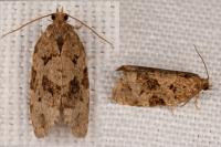Dichelia histrionana