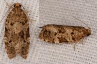 Dichelia histrionana