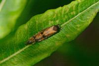 Mompha idaei