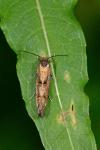 Mompha idaei