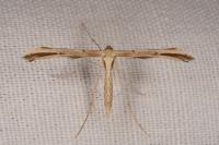 Emmelina monodactyla