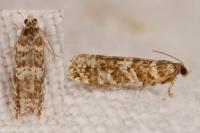 Epinotia tedella