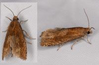 Eucosma