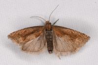 Eucosma