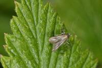 Schreckensteinia festaliella