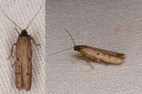 Hypatopa binotella