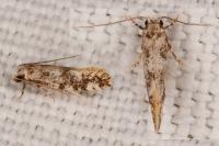 Infurcitinea