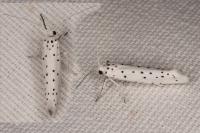Yponomeuta