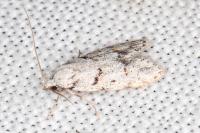 Symmoca signatella
