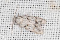 Symmoca signatella
