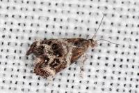 Tebenna micalis