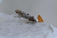 Paraswammerdamia albicapitella