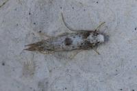 Paraswammerdamia albicapitella