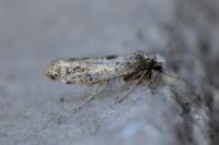 Paraswammerdamia albicapitella
