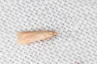 Coleophora
