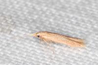 Coleophora
