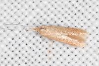 Coleophora