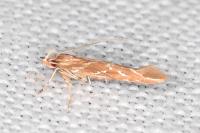 Pyroderces argyrogrammos