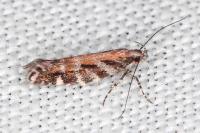 Aristotelia