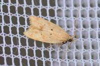 Acompsia schmidtiellus