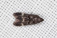 Dichomeris alacella