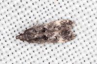 Dichomeris alacella