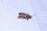 Teleiopsis diffinis