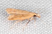 Acompsia schmidtiellus