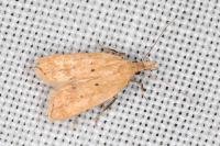 Acompsia schmidtiellus