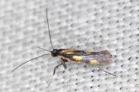 Euspilapteryx auroguttella