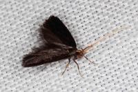 Lecithocera nigrana