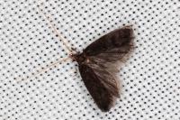 Lecithocera nigrana