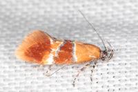 Epicallima bruandella
