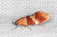 Epicallima bruandella