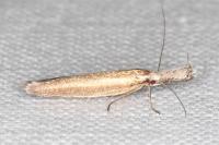 Pleurota aristella